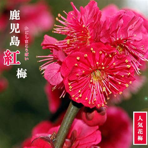 紅梅樹|鹿児島紅梅 ウメ 花梅 緋梅系の特徴と育て方 